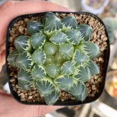 ブラックオブツーサ錦　糊斑　抜き苗　ハオルチア　斑入り　多肉植物