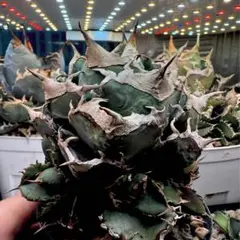 vovo11様 リクエスト 2点 まとめ商品