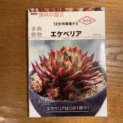 【美品】多肉植物 エケべリア