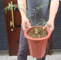 2025年最新】サイカス タイシルバーの人気アイテム - メルカリ