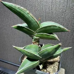 B-Rug様 リクエスト 2点 まとめ商品