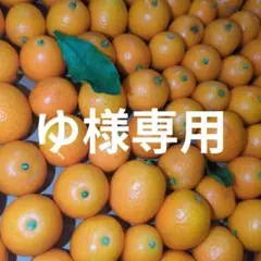 ゆ様専用　きんかん4.2kg