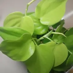フィロデンドロン　ライム　大株