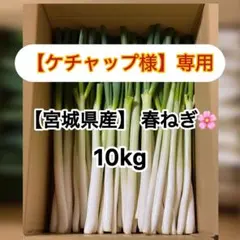 鳥取県産 白ネギ「春香葱」 20kg 長ネギ - メルカリ