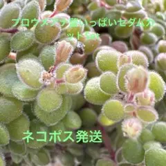 多肉植物 ブロウメアナ 抜き苗&カット苗寄せ植え脇役セット