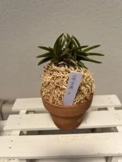 2025年最新】風蘭 山採りの人気アイテム - メルカリ