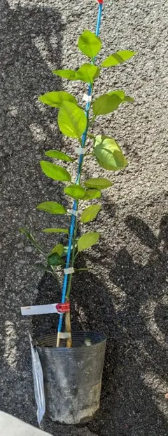 2026年最新】パキスタンレモン 苗の人気アイテム - メルカリ