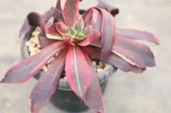 アエオニウム　メデューサ綴化(黒美人) 巨大株　超美苗　コレクション商品 アエオニウム メデューサ綴化(黒美人) 巨大株 超美苗 コレクション商品