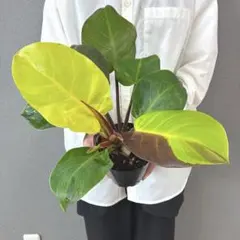 超希少❗️フィロデンドロン リカルドイ✨ - メルカリ