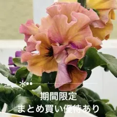 メル47368様 リクエスト 3点 まとめ商品