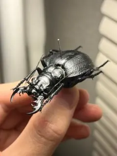 2026年最新】オオエンマハンミョウ 標本の人気アイテム - メルカリ