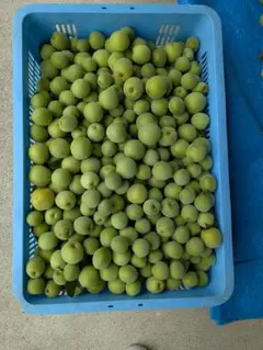大粒青梅 2kg 無農薬栽培 希少品種 稲積梅 梅酒・梅シロップ - メルカリ
