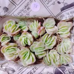 78.多肉植物　アイスローズ錦　カット苗詰め合わせ