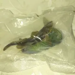 原色海水魚図鑑Ⅱ 　 マハゼ