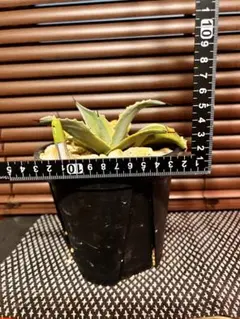 2026年最新】アガベオルカの人気アイテム - メルカリ