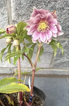 【KinaRi様専用】クリスマスローズ　広瀬園芸　ソレイユ風