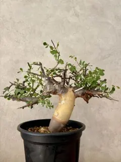 2026年最新】コミフォラの人気アイテム - メルカリ