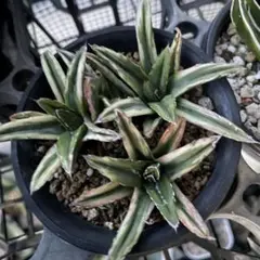 abu アガベ 笹の雪 輝山 特大株 太短葉 極上 鉢ごとメルカリ便発送 abu アガベ 笹の雪 輝山 特大株 太短葉 極上 鉢ごとメルカリ便