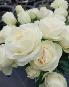 バラ苗(入手困難切り花種) 激レア種