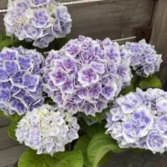 ☆サカモト園芸☆シャルムとモンテの２色植え☆5号鉢☆月末発送☆購入希望コメント〜 ☆サカモト園芸☆シャルムとモンテの2色植え☆5号鉢☆月末発送☆購入