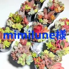 このまま飾れる】多肉植物 セダム ちまちまプチ寄せ植え【育成説明書付