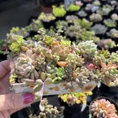 129 多肉植物の寄せ植え☆スクエア・ブリキ缶☆そのまま飾れる - メルカリ