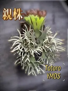 ビカクシダ　jawa twister×poci spore ビカクシダ jawa twister×poci spore - メルカリ