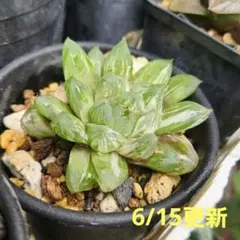 ハオルチア　オブツーサ錦　搔き子2