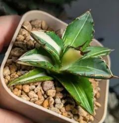 ゆいぴー様 リクエスト 2点 まとめ商品