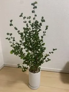 2026年最新】ベンジャミンバロックの人気アイテム - メルカリ