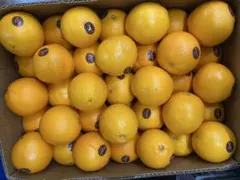大玉ネーブルオレンジ 18キロ カリフォルニア産 お値打ち 正規品 