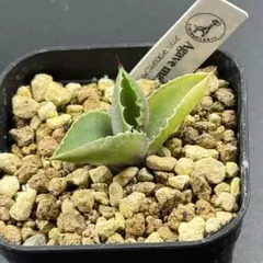 ススム様 リクエスト 6点 まとめ商品