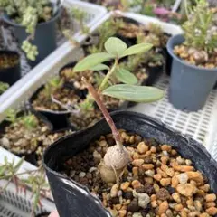 あめたん【プロフご一読ください】様 リクエスト 2点 まとめ商品