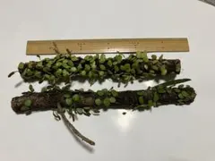 Item thumbnail for item 08bd9dba-6dcf-4603-8f22-8de923d4c5f4