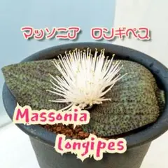 津川正様 リクエスト 2点 まとめ商品