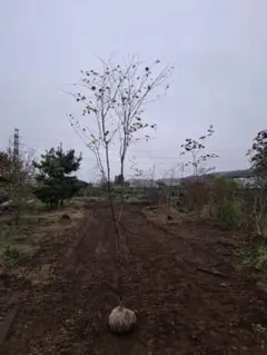 めるたけ様 リクエスト 3点 まとめ商品