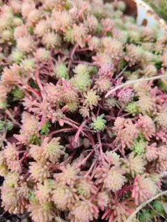 多肉植物　パリダム　カット苗