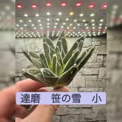 アガベ　笹の雪　氷山　　鉢ごとメルカリ便 アガベ 笹の雪 氷山 鉢ごとメルカリ便