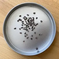 6月入荷 10粒 ユーフォルビア ギムノカリキオイデス 種子 種 証明書1010 6月入荷 10粒 ユーフォルビア ギムノカリキオイデス 種子 種