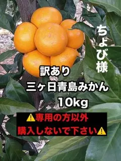 ★ちょび様★訳あり三ヶ日青島みかん 10kg