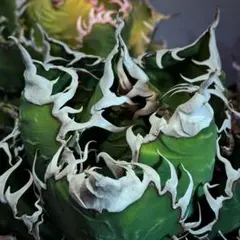 【希少種】アガベ金剛 キングコング (検悪魔くん 魔丸 ハデス Yahoo!オークション -「アガベ チタノタ悪魔くん」の落札相場