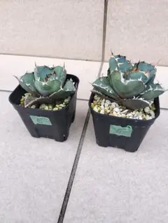 2025年最新】アガベ チタノタ セットの人気アイテム - メルカリ