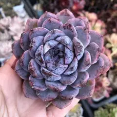 Haru様 リクエスト 3点 まとめ商品