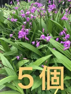 紫蘭 シラン 苗 色品種不明 指定不可 蘭 朱蘭 球根 斑入り葉あり シラン(