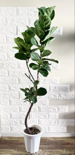 2026年最新】フィカスバンビーノの人気アイテム - メルカリ