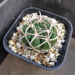 びび様 リクエスト 2点 まとめ商品