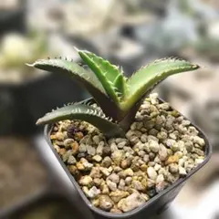 2025年最新】レッドキャットウィーズルの人気アイテム - メルカリ