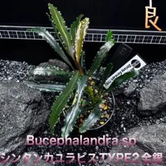 2026年最新】ブセファランドラ カユラピスの人気アイテム - メルカリ