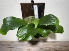 2026年最新】観葉植物 ビカクシダの人気アイテム - メルカリ