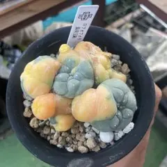 凄く種子取れます❗️実生　寄せ植え　13株　鉢のまま発送　銀冠玉 2025年最新】銀冠玉の人気アイテム - メルカリ